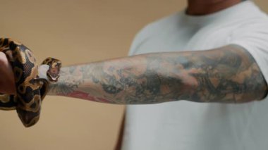 Arka planda isimsiz bir adamın dövmeli kolunun üzerinde sallanan piton topunun yanal görüntüsü.