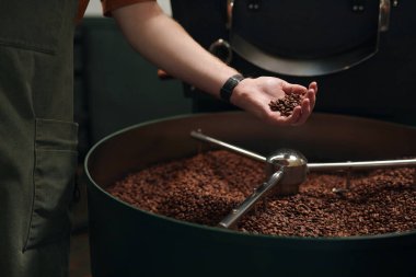 Kavurma makinesinin yanında duran ve elinde bir avuç kızarmış kahve çekirdeği tutan tanınmamış bir erkek işçi.