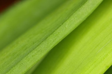 yeşil arkaplan ve duvar kağıdı, yeşiller, yeşil soğan, yeşil soğan makro shot