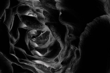 Siyah gül arkaplanı, yakın plan negatif monokrom