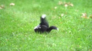 Şu anda kum, toprak ve çakıl üreten ağır ekipmanlarla kazılan işleyen bir kum çukuru..