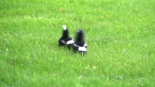 Baby Skunks Playing Grass — Stock Video
