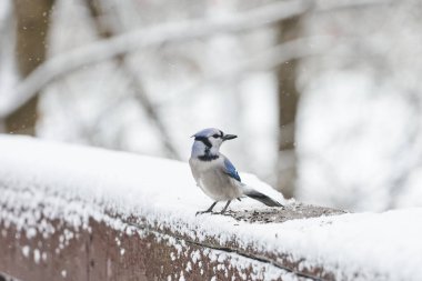 Esnek boyunlu, arkasını kollayan Bluejay. Karlı bir gün ve mavinin güzel mavi rengi beyaz kara karşı duruyor..