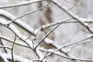 Karla kaplı bir dalda oturan tüylü bir meme faresi.