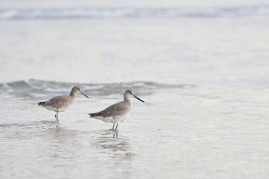 Okyanusta Willet 'ler