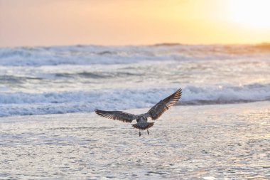 Suya inen bir martı.