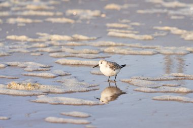 Sabahları kumsalda köpük, kum ve su arasında sevimli bir zımpara dikilir.