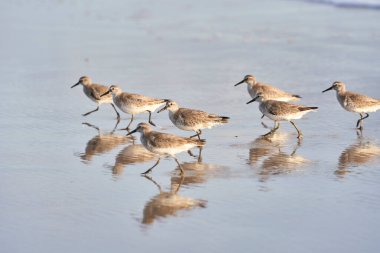 Kumsalda koşuşturan bir cadı sürüsü.