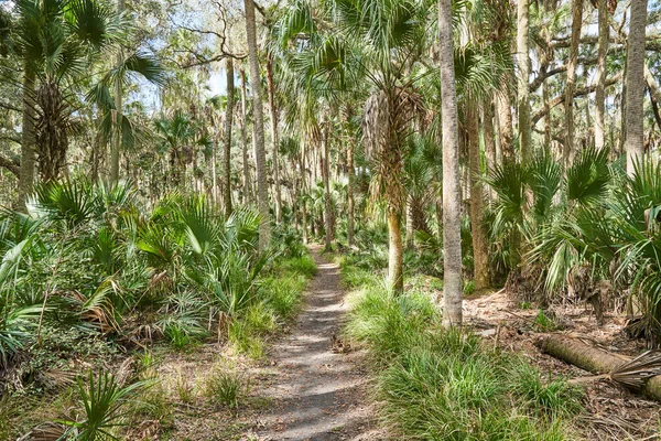 A path through a tropical forest. The path is lined with palm trees and palmettos.