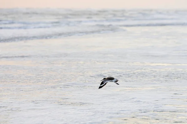 Willet Voando Acima Oceano Início Manhã — Fotografia de Stock