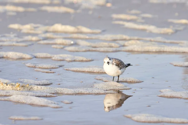 A sanderling tilts its head, appearing to question some deep thought on the meaning of the universe