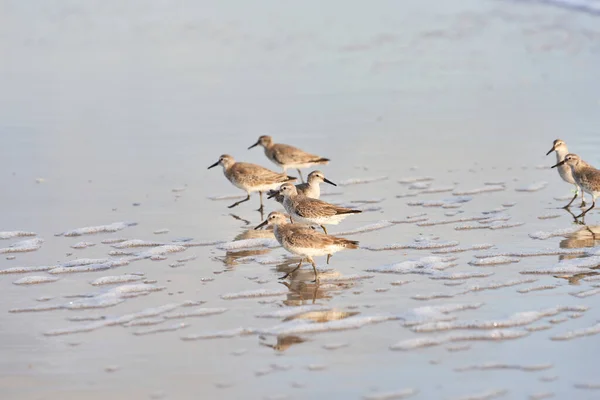 Flock Dowitchers Running Beach — Stock Photo, Image