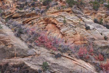Kaya yüzünde büyüyen kırmızı ve yeşil çalılar. Zion Ulusal Parkı 'nda yer alan bu güzel renkli ekran, görünür kaya katmanlarıyla dikey olarak duruyor.