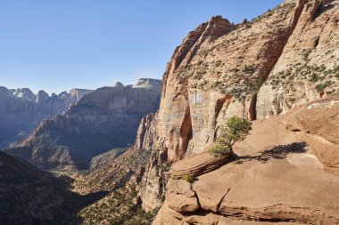 A single tree grows out of a rock overlooking a steep valley in zion national park. The view from this canyon overlook is impressive!