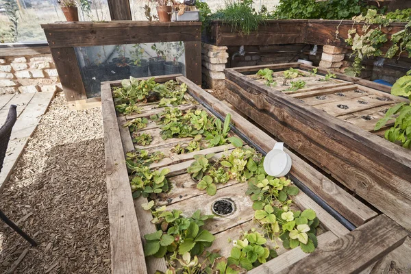 A number of strawberry plants growing in a wooden greenhouse setup. This greenhouse uses hydroponics.