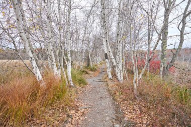 A trail in Acadia National Park that leads through a grassy meadow. The hiking path is surrounded by an birch grove. The trees have mostly lost their leaves, it is near the end of fall. clipart