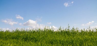 Mavi gökyüzü, yeşil bir çayırın üzerinde beyaz harika bulutlar.