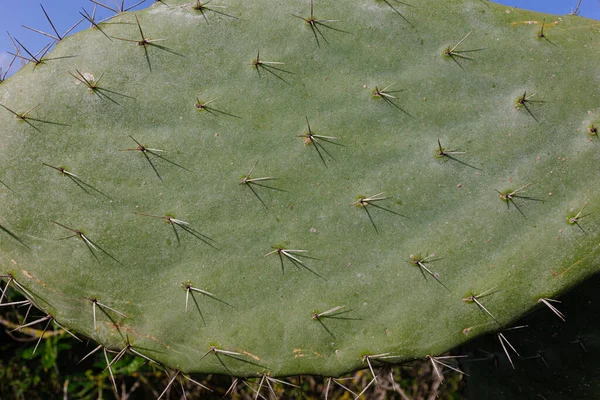 Nagy Levelű Kaktusztzabár — Stock Fotó