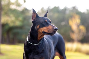 Doberman Pinscher dışarıda, parkta. Güzel bayan dobie gün batımında dışarıda. Zincirli küçük kulaklar. Siyah ve pas, bronz köpek dışarıda. safkan köpek portresi.