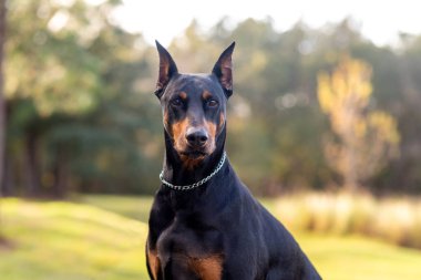 Doberman Pinscher dışarıda, parkta. Güzel bayan dobie gün batımında dışarıda. Zincirli küçük kulaklar. Siyah ve pas, bronz köpek dışarıda. safkan köpek portresi.