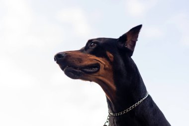 Doberman Pinscher dışarıda, parkta. Güzel bayan dobie gün batımında dışarıda. Zincirli küçük kulaklar. Siyah ve pas, bronz köpek dışarıda. safkan köpek portresi.