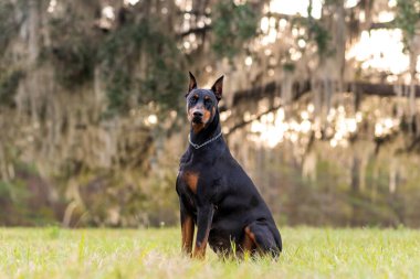 Doberman Pinscher dışarıda, parkta. Güzel bayan dobie gün batımında dışarıda. Zincirli küçük kulaklar. Siyah ve pas, bronz köpek dışarıda. safkan köpek portresi.