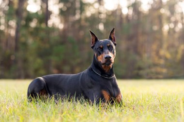 Doberman Pinscher dışarıda, parkta. Güzel bayan dobie gün batımında dışarıda. Zincirli küçük kulaklar. Siyah ve pas, bronz köpek dışarıda. safkan köpek portresi.