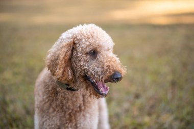 Goldendoodle Dog outside on green grass. Portrait of a dog.