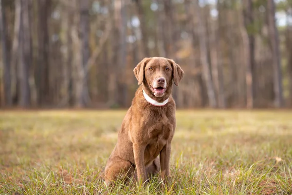 Chesapeake Bay Retriever Dog Chesapeake Bay Retriever Field — Stock fotografie