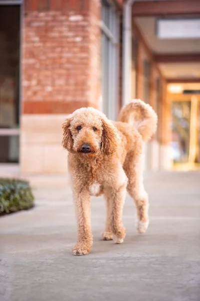 Goldendoodle Dog Yang Taat Berjalan Dekat Toko Toko Alun Alun Stok Foto Bebas Royalti