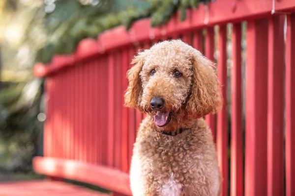 Goldendoodle Dog Yang Taat Berjalan Dekat Toko Toko Alun Alun Stok Gambar