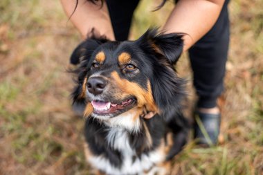 Australian Shepherd Tri Color Aussie outside at a park. Dog being petted by owner, close up of a happy dog and hands.