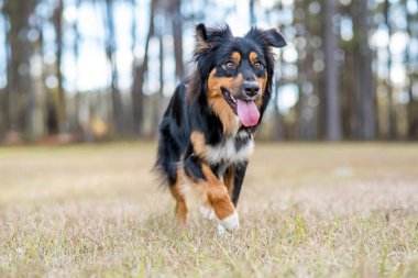 Australian Shepherd Tri Color Aussie outside at a park. Dog running outside