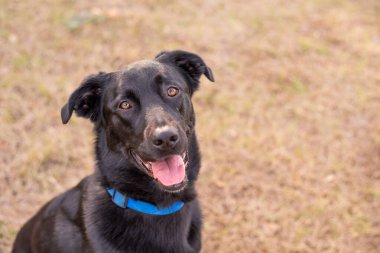 Black German Shepherd mix with floppy ears at a park.