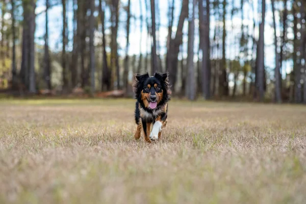 Australske Shepherd Tri Color Aussie Udenfor Park Hunden Løber Udenfor Royaltyfrie stock-fotos
