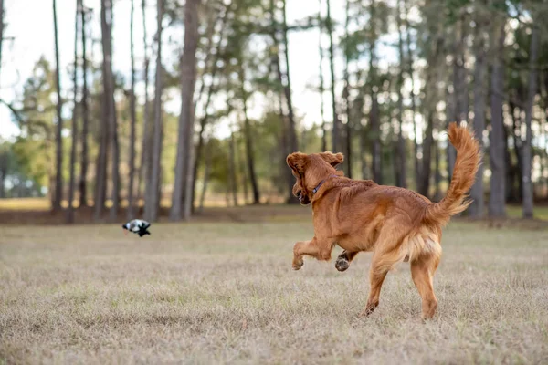 Ung Golden Retriever Leger Udenfor Hund Kører Med Legetøj Royaltyfrie stock-billeder