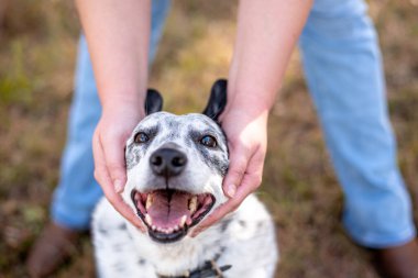 Cattle dog mix outside at a park. Doh being loved and petted by owner. close up of hands petting dog.