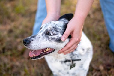 Cattle dog mix outside at a park. Doh being loved and petted by owner. close up of hands petting dog.