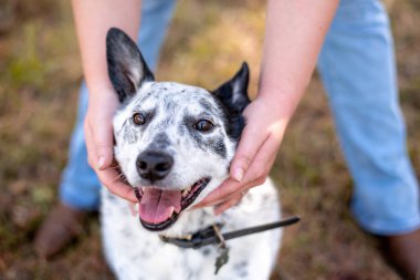 Cattle dog mix outside at a park. Doh being loved and petted by owner. close up of hands petting dog.