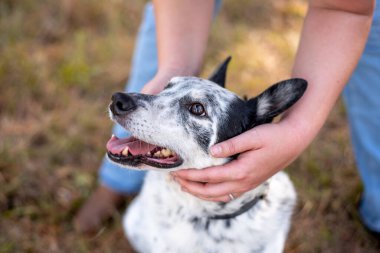 Cattle dog mix outside at a park. Doh being loved and petted by owner. close up of hands petting dog.