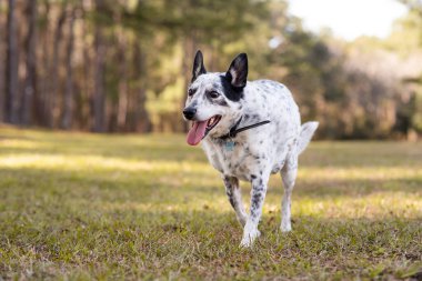 Cattle dog mix outside at a park.