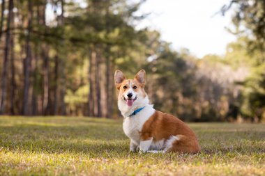 Welsh Corgi dog sitting outside at a park. Red and white color corgi. Dog looking up at the camera.