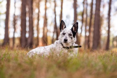 Cattle dog mix outside at a park.
