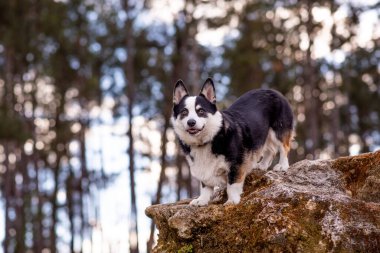 Welsh Corgi Dog a small herding dog at a park. Black and white corgi climbing a large rock.