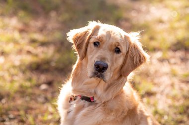 Golden Retriever dog enjoying outdoors