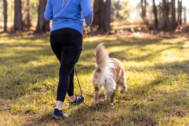 Golden Retriever dog enjoying outdoors, walking with owner. Person walking a dog. Exercise dog walking.