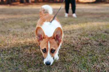 Genç Galli Corgi köpeğinin portresi. Sahibi ile birlikte. Parkta bir köpek, kırmızı Corgi bir parkta sahibinin tasmasıyla yürüyor..