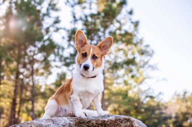 Açık havada genç Galli Corgi köpeğinin portresi.