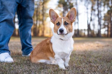 Genç Galli Corgi köpeğinin portresi. Sahibi ile birlikte. Parktaki köpek, parkta sahibi olan kırmızı Corgi..