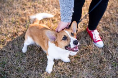 Genç Galli Corgi köpeğinin portresi. Sahibi ile birlikte. Parkta köpek, parkta sahibi olan kırmızı Corgi. Köpek kaşınıyor..